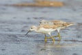 Both Marsh Sandpiper Royalty Free Stock Photo