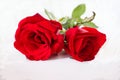 Both of roses on white background. close up. Royalty Free Stock Photo