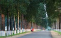 Tall and straight Poplar Forests on both sides of the road