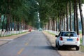 Tall and straight Poplar Forests on both sides of the road