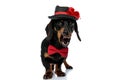 Bothered Teckel puppy wearing bowtie and hat, growling