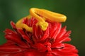 Bothriechis schlegeli, Yellow Eyelash Palm Pitviper, on the red wild flower. Wildlife scene from tropic forest. Bloom with snake Royalty Free Stock Photo