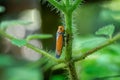 bothrogonia insect in plant stem