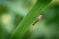 Bothrogonia is perched on green leaf Royalty Free Stock Photo
