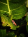 Bothrogonia perched on the leaves, this insect is a plant pest Royalty Free Stock Photo