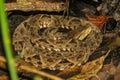 Bothrops asper snake in tropical rain forest Royalty Free Stock Photo