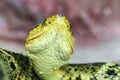 Bothrops Asper Snake Royalty Free Stock Photo