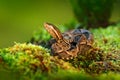 Bothrops atrox, Fer-de-lance in nature habitat. Common Lancehead viper, in tropical forest. Poison snake in the dark jungle. Royalty Free Stock Photo