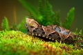 Bothrops atrox, Fer-de-lance in nature habitat. Common Lancehead viper, in tropical forest. Poison snake in the dark jungle.