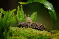 Bothrops atrox, Fer-de-lance in nature habitat. Common Lancehead viper, in tropical forest. Poison snake in the dark jungle. Royalty Free Stock Photo