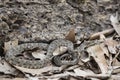 Bothrops Species Snake Camouflaged in Leaves and Dirt