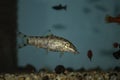 Pakistani loach swimming in freswater aquarium