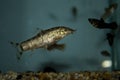 Pakistani loach swimming in freswater aquarium Royalty Free Stock Photo