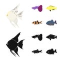 Botia, clown, piranha, cichlid, hummingbird, guppy,Fish set collection icons in cartoon,black style vector symbol stock