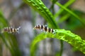 Botia with green, aquarium background. Shallow dof.The clown loach (Chromobotia macracanthus), or tiger botia, is a tropical Royalty Free Stock Photo