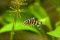 Botia with green, aquarium background. Shallow dof.The clown loach (Chromobotia macracanthus), or tiger botia, is a tropical Royalty Free Stock Photo