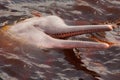 Boto Amazon River Dolphin. Amazon river, Amazonas, Brazil Royalty Free Stock Photo