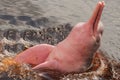 Boto Amazon River Dolphin. Amazon river, Amazonas, Brazil Royalty Free Stock Photo