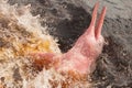 Boto Amazon River Dolphin. Amazon river, Amazonas, Brazil Royalty Free Stock Photo