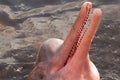 Boto Amazon River Dolphin. Amazon river, Amazonas, Brazil Royalty Free Stock Photo