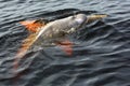 Boto dolphin in dark waters of Rio Negro Royalty Free Stock Photo