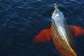 Boto dolphin in Rio Negro, Brazil