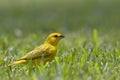 Boton de oro Sicalis flaveola