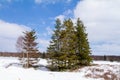 Botrange, Belgium, April 8, 2021. Fir trees in the Hautes Fagnes Natural Park. The Hautes Fagnes state nature reserve