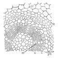 Botrychium vintage illustration