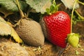 Botrytis cinerea affecting strawberry fruits Royalty Free Stock Photo