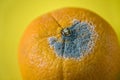 Botrytis cinerea grey mould on an orange