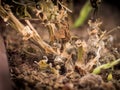 Botrytis fungus on geraniums - Pelargonium Royalty Free Stock Photo