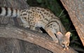 Botswana: African wildcat, nocturnal animal, endangered species