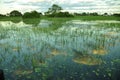 Botswana: Boattrip at sunset in the Okavango-Delta-swamps. Royalty Free Stock Photo