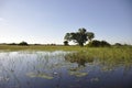 Botswana: Boattrip at sunset in the Okavango-Delta-swamps.