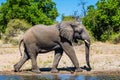 Botswana, Chobe National Park Royalty Free Stock Photo