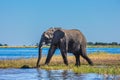 African elephant - single Royalty Free Stock Photo