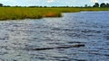 Botswana. Chobe River. A large dangerous crocodile swims in a clear river