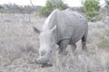 Botswana: Close to a rhino in the wilderness in the central Kalahari Royalty Free Stock Photo