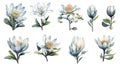 Botswana Flower Collection: Watercolor on a Clean White Background with Sharp Lines in a Centered View.