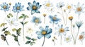 Botswana Flower Collection: Watercolor Painting on a Clean White Background with Sharp Lines and Centered View.