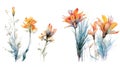 Botswana Flowers Collection: Watercolor Painting on a Clean White Background with Sharp Lines and Centered View .