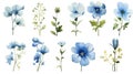 Botswana Flowers Collection: Watercolor Painting on a Clean White Background with Sharp Lines and Centered View .