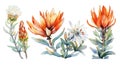 Botswana Flowers Collection: Watercolor White Background with Clean Sharp Lines in Center View .