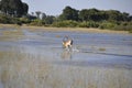 Botswana: Game Drive through the Okavango-Delta-swa Royalty Free Stock Photo