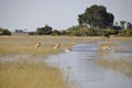 Botswana: Game Drive through the Okavango-Delta-swamps Royalty Free Stock Photo