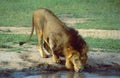 Botswana: A Lion is drinking at the waterhole in Shamwari Game Reserve Royalty Free Stock Photo