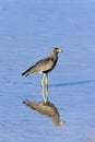 Botswana - Rare African Wattled Lapwing