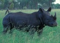 Botswana: A Rhino in the wilderness Royalty Free Stock Photo