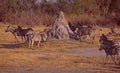 Botswana: The ultimate wild life experience you can explore in the Okavango Delta and Central Kalahari